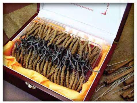 甘肃冬虫夏草回收